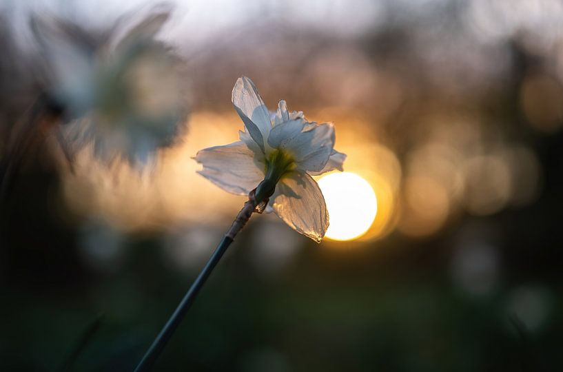 Blumen Teil 103 von Tania Perneel
