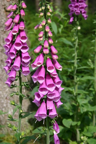 Bloemen by EnWout