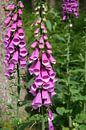 Bloemen by EnWout thumbnail