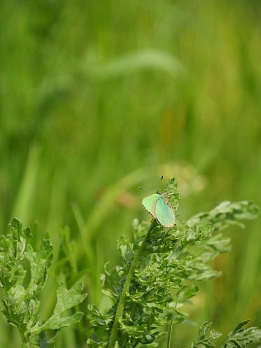 Papillon vert dans un paysage vert