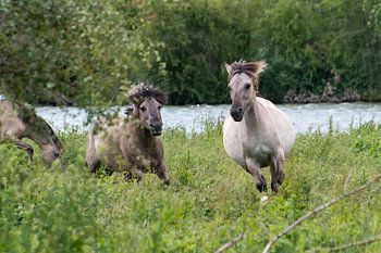 Running konik horses