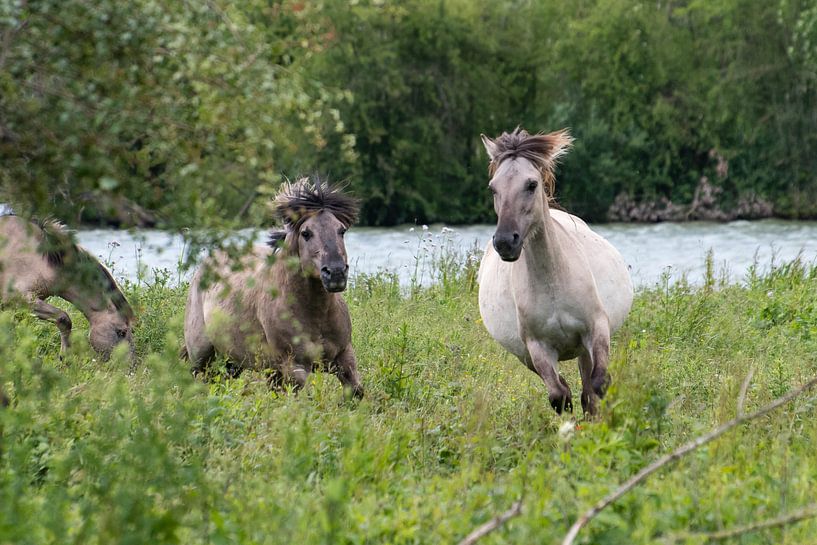 Running konik horses by Diantha Risiglione