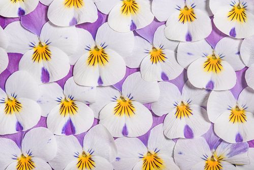 Lente! Muurbloempjes, wit met paarse viooltjes