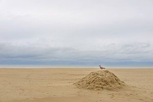 Meeuw op het strand van Johan Vanbockryck