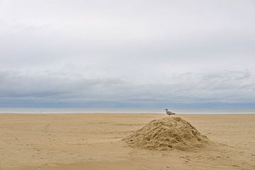 Gull on the beach by Johan Vanbockryck