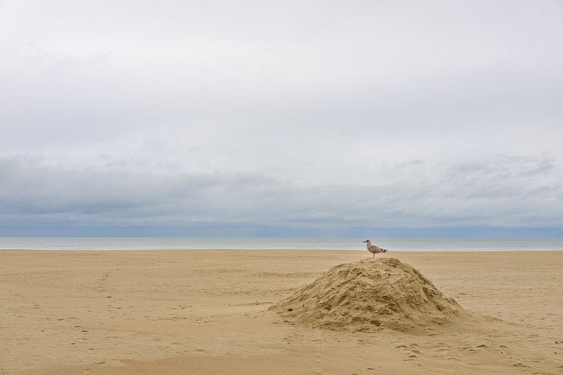 Möwe am Strand von Johan Vanbockryck