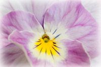 Viola 'soft pink'