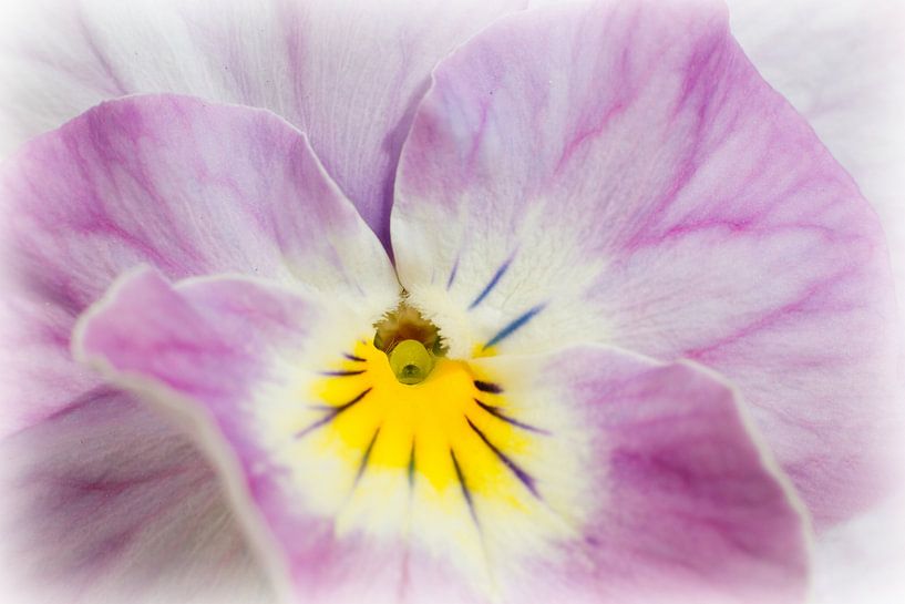 Viola 'soft pink' by Dagmar Hijmans