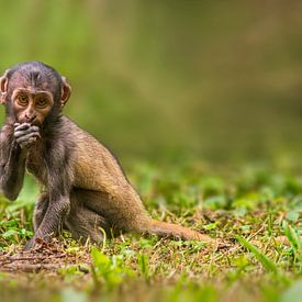 ein kleines Berber Affen Baby (Macaca sylvanus) sitzt auf dem Boden und frisst etwas von Mario Plechaty Photography