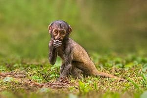 een kleine berberaap (Macaca sylvanus) zit op de grond en eet iets