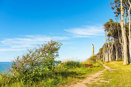 Forêt côtière sur la mer Baltique près de Nienhagen sur Rico Ködder
