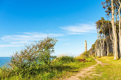 Kustbos aan de Oostzee bij Nienhagen