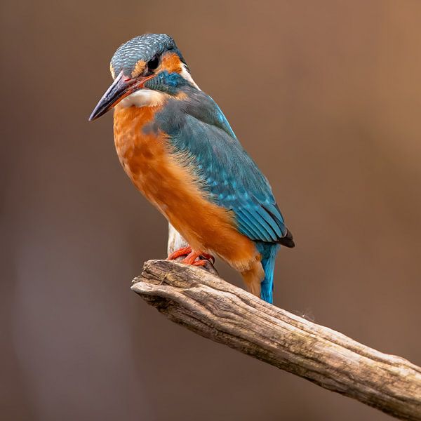 Eisvogel beim Ansitz von Hans-Bernd Lichtblau