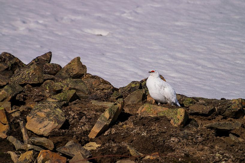 Spitzbergen Schneehuhn von Merijn Loch