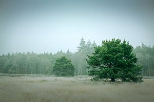 Arbre I