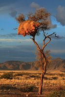 Tree with social weavers nest