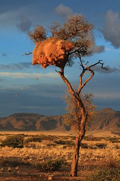 Boom met sociale wevers vogel nest in Namibie landschap bergen