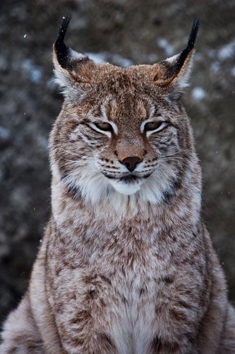 Schnauze einer wilden Waldkatze Luchs in Nahaufnahme - Porträt, Ohren mit Quasten. eigenständiger Bl