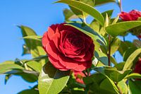 red blossom