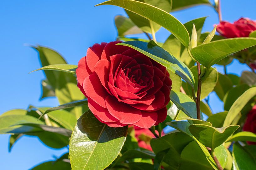 fleur rouge par Martin Haunhorst