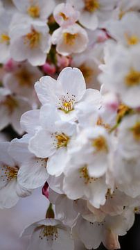 Nahaufnahme von dichten Kirschblüten von Bambi Lu
