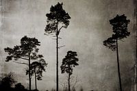 treetops