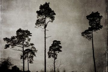 treetops by Joost Berndes