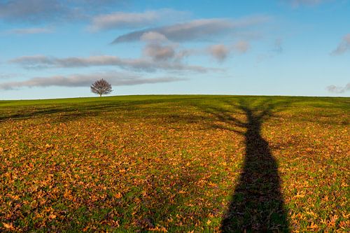 Les grands arbres prennent beaucoup de soleil