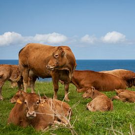Koeien in een veld bij de zee van Evelien Buynsters