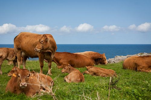 Cows in a field next to the sea
