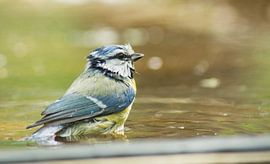 Blaumeise im Wasser von Harm-Jan Tamminga
