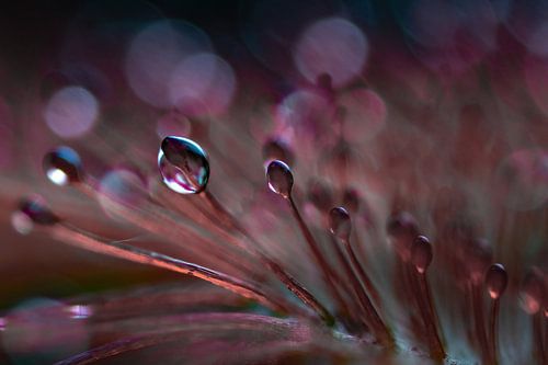 Ténébrion, extrême macro sur Anne Ponsen