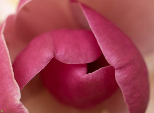 The inner tulip in me