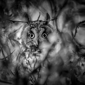 Amazed long-eared owl between the leaves