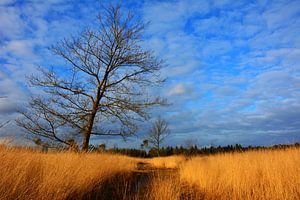 Un arbre par un jour d'hiver ensoleillé