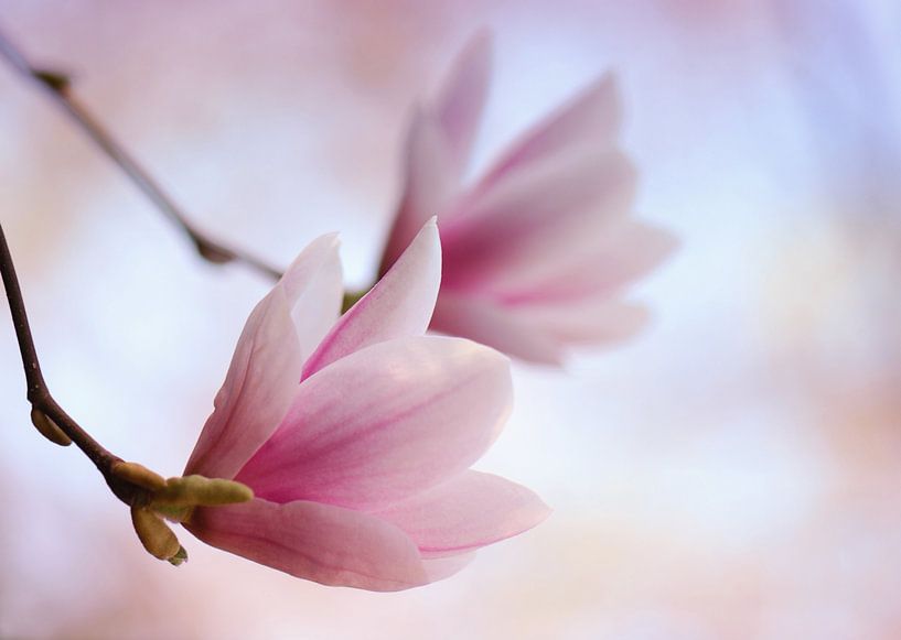 Magnolia van Violetta Honkisz