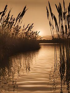 Reed sur l'eau