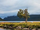 Boom  aan het Helin meer in Noorwegen van Klaas Hollebeek thumbnail
