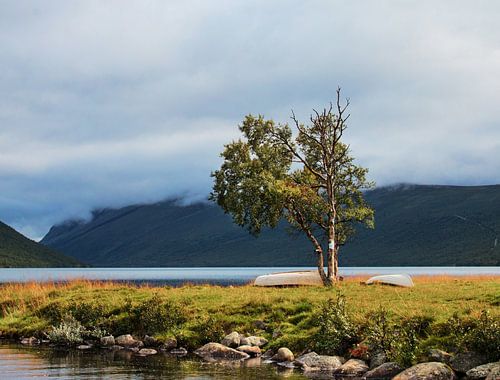 Tree at lake Helin in Norway