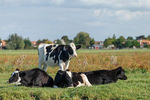 Koeien in het weiland