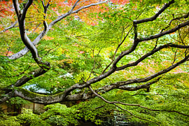 Whispers of the Old Maple by Gayane Nakada