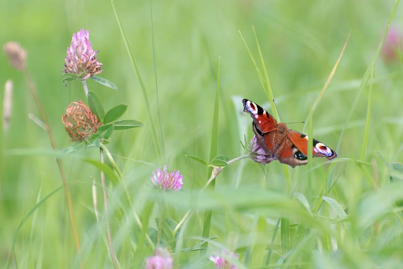 Dagpauwoog in het gras van Femke Straten