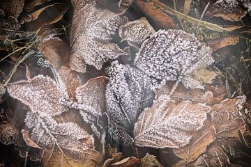 Autumnal leaves with hoarfrost by BlattArt - Christine Horn