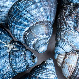 Fund am Strand von Joes van Asten