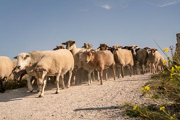 Troupeau de moutons dans les dunes. Katwijk aan Zee. 2 sur Alie Ekkelenkamp