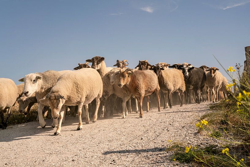 Sheep herding in the dunes. Katwijk aan Zee. 2 by Alie Ekkelenkamp