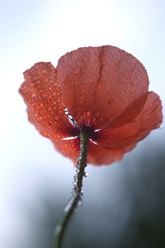 Mohnblume