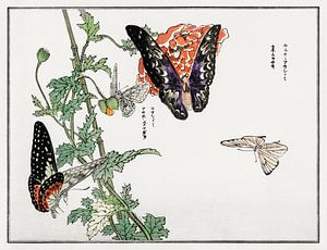 Morimoto Toko - Papillons II