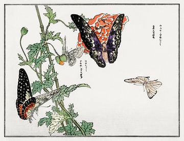 Morimoto Toko - Butterflies II van Creativity Building