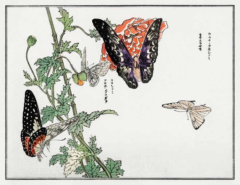 Morimoto Toko - Schmetterlinge II von Creativity Building